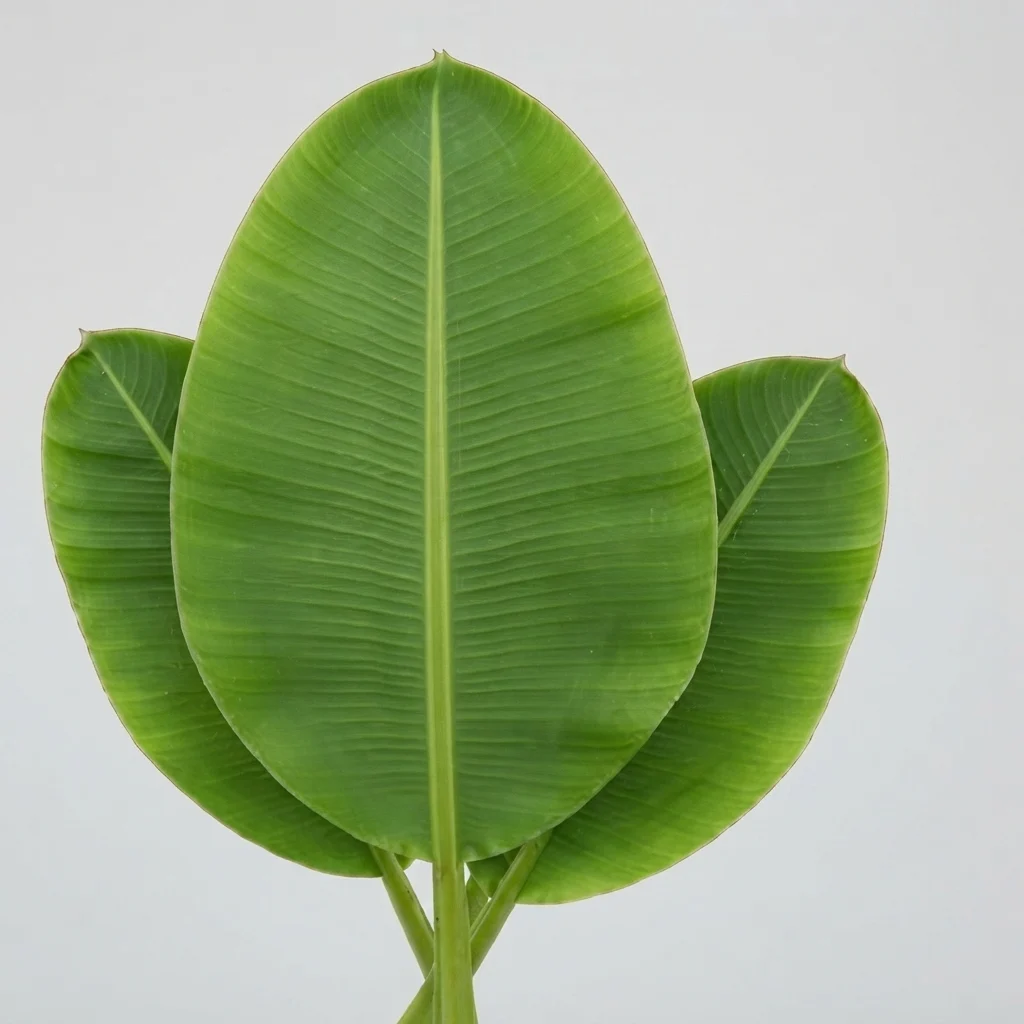 Banana Leaf